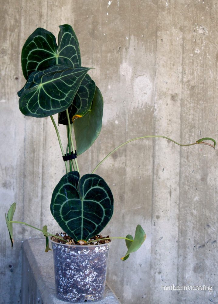 Anthurium clarinervium 'Nervkalla' - Bild 3