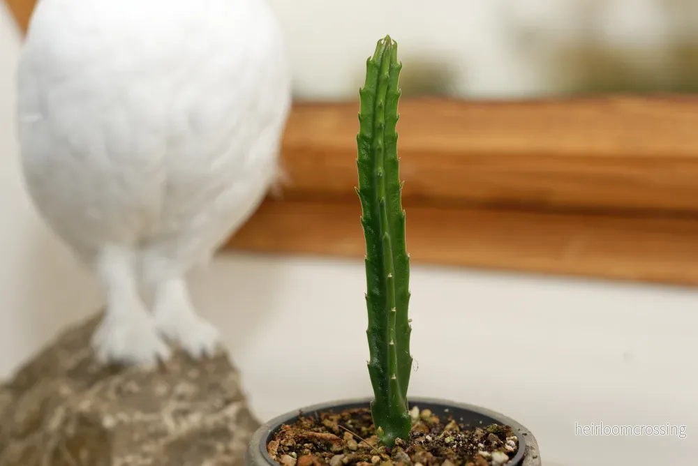Jättestjärnblomma (Stapelia gigantea) | växt - Bild 3