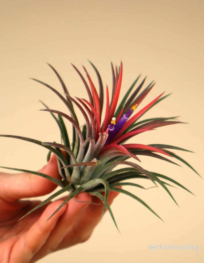 Tillandsia ionantha - Bild 3