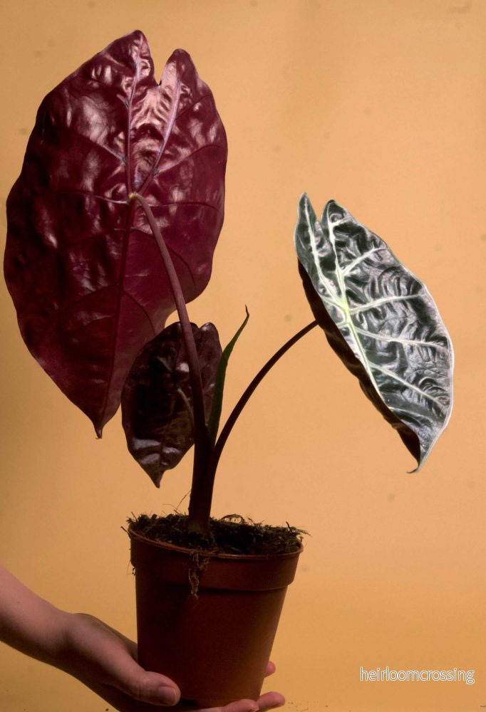 Alocasia suhirmaniana - Bild 3