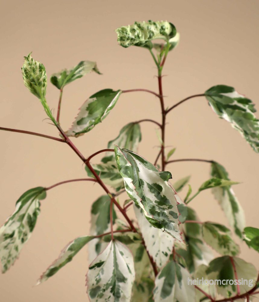 Hibiscus × rosa-sinensis 'variegata'