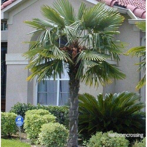 Linpalm (Trachycarpus fortunei) | frön, 10 st.