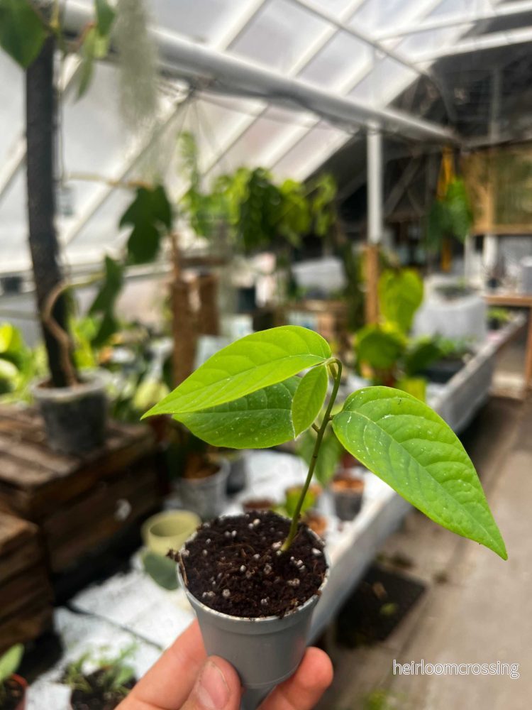 Kirimoja | Cherimoya träd | Annona cherimola - Bild 2