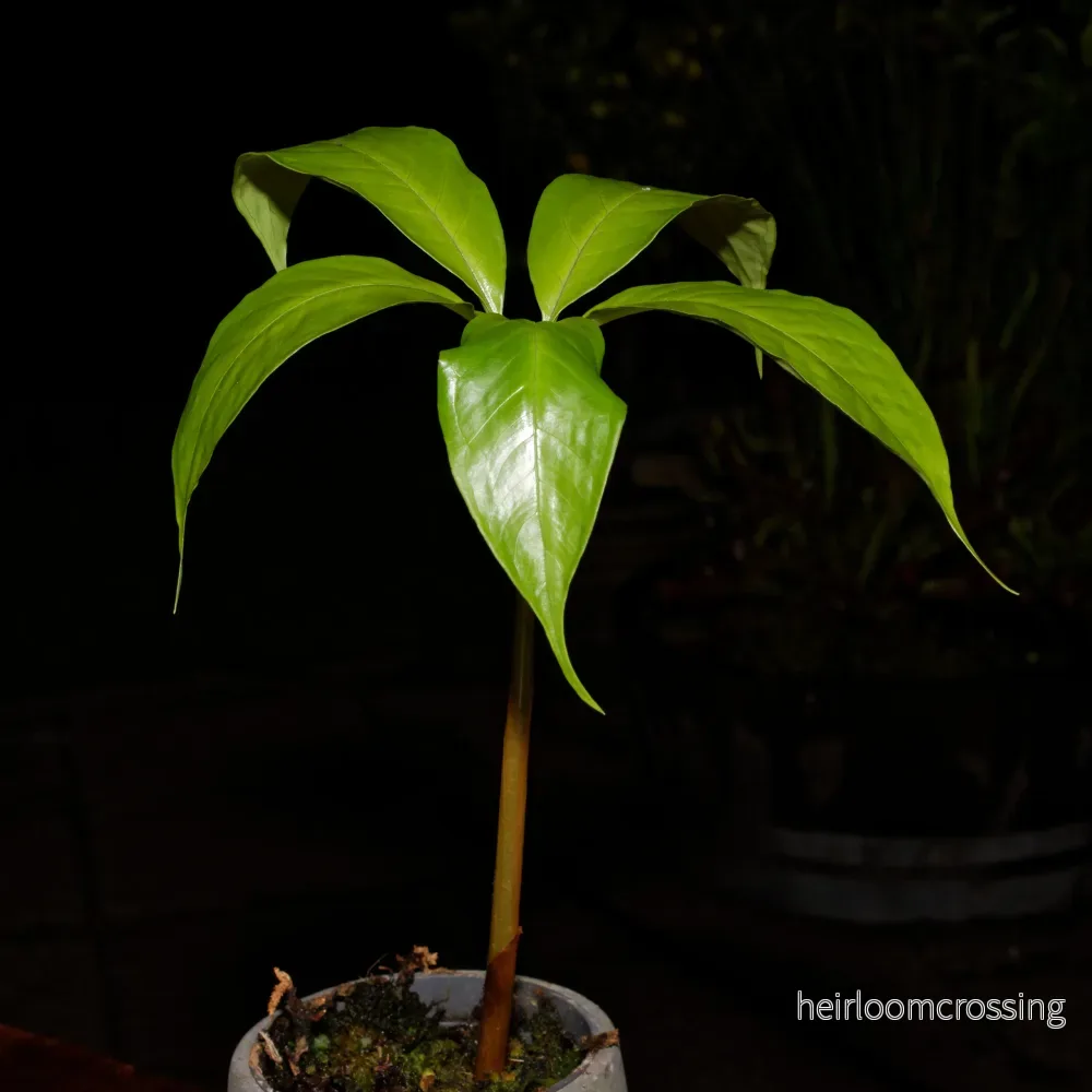 Likblomma (Amorphophallus titanum) | plantera - Bild 3