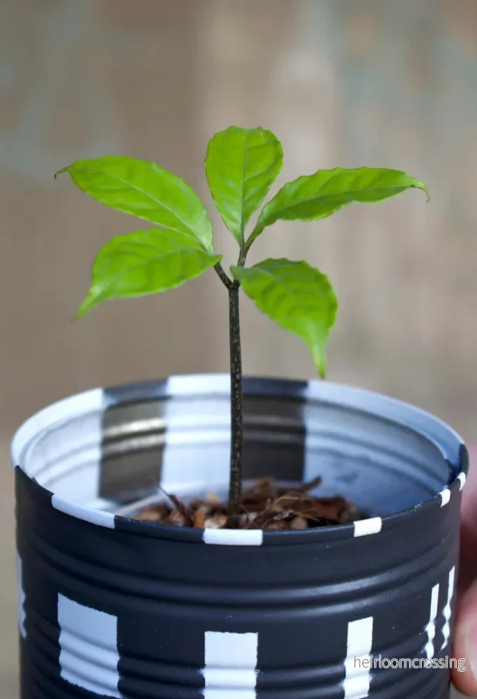 Amorphophallus Hewittii