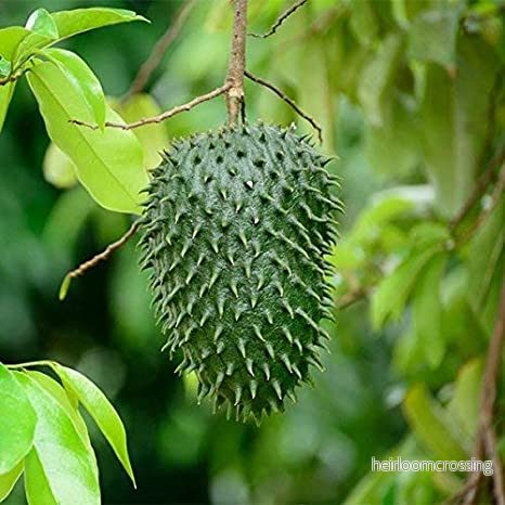 Taggig graviola (Annona muricata) | frön, 5 st.