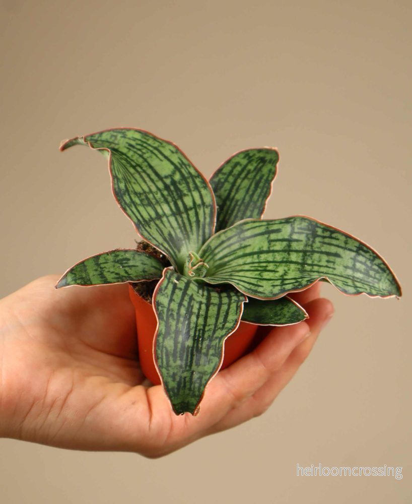 Sansevieria 'Cleopatra'