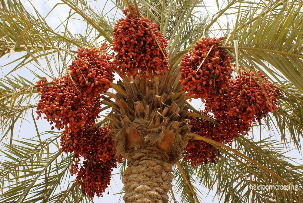 Dadelpalm (Phoenix dactylifera) | frön, 10 st. - Bild 3