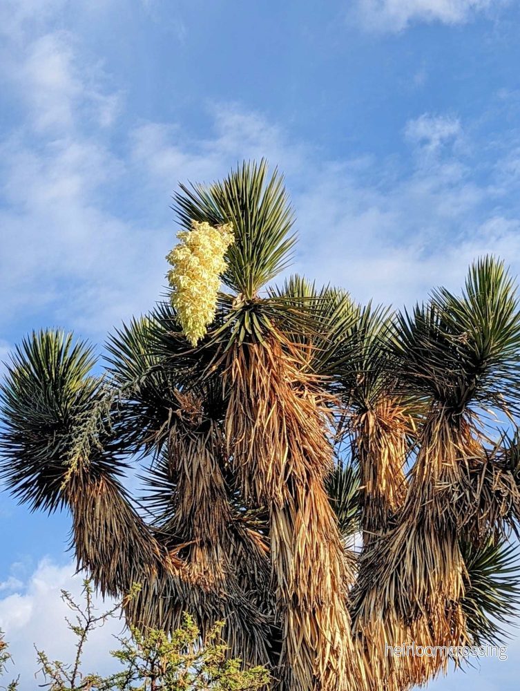 Yucca filifera - Bild 3