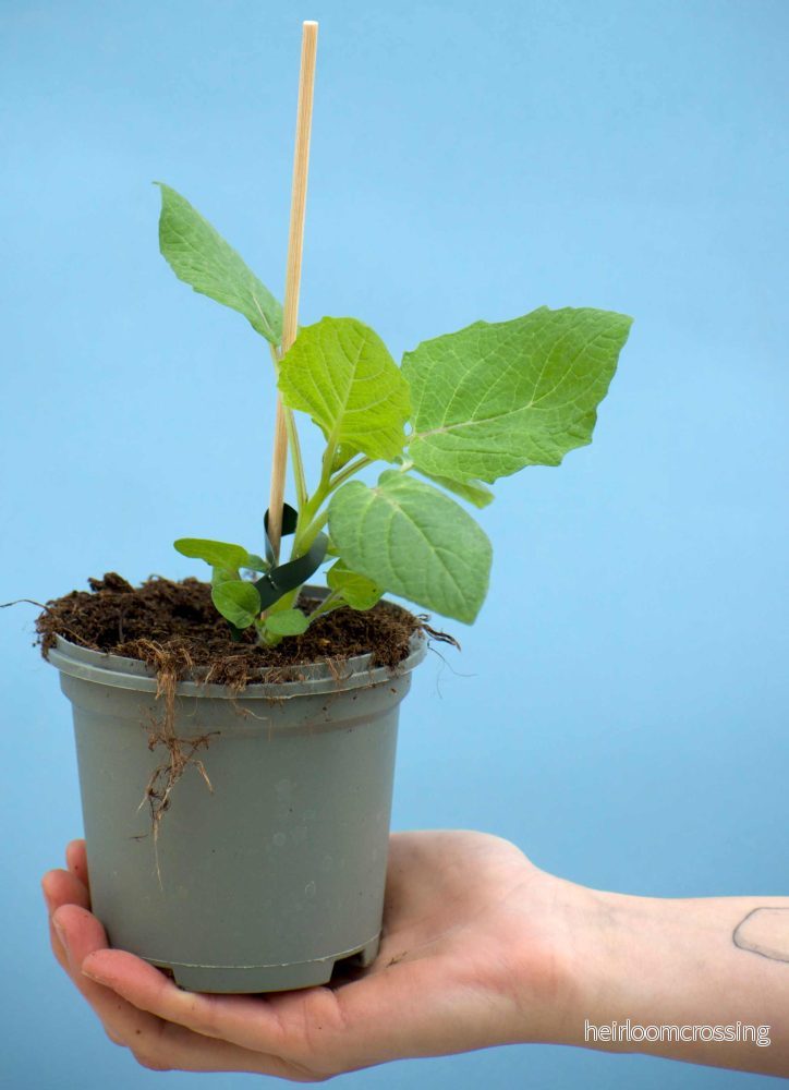 Physalis pruinosa 'Kapkrusbär' - Bild 3