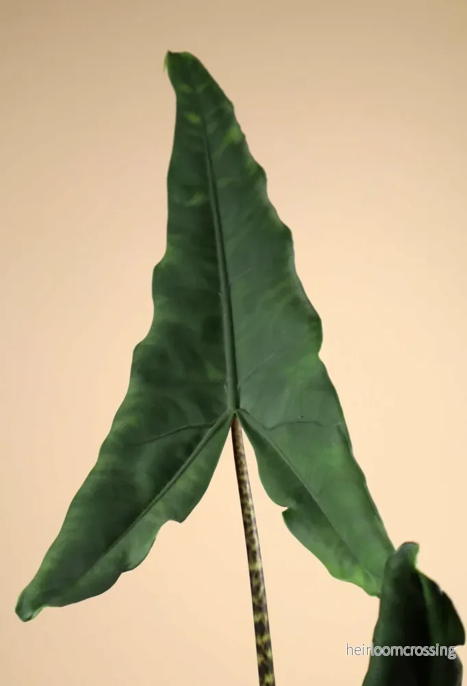 Alocasia zebrina 'tigrina superba'