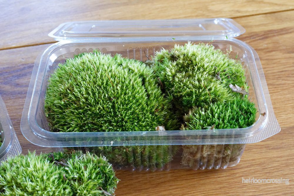 Terrariummossa: Vanlig vitmossa (Leucobryum glaucum) - Bild 2