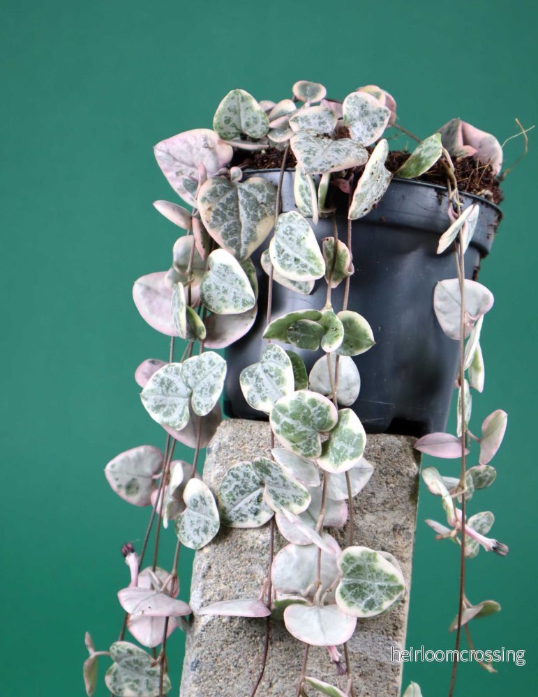 Hjärtan på tråd 'Ceropegia woodii variegata'