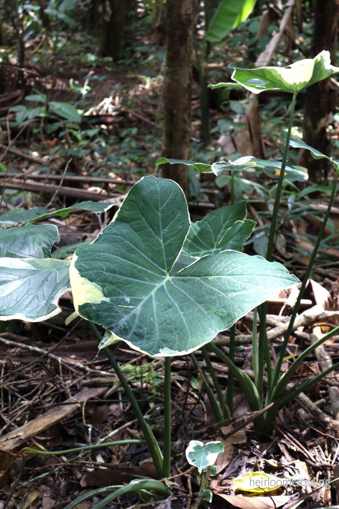 Xanthosoma sagittifolium variegatum monstrosum - Bild 2