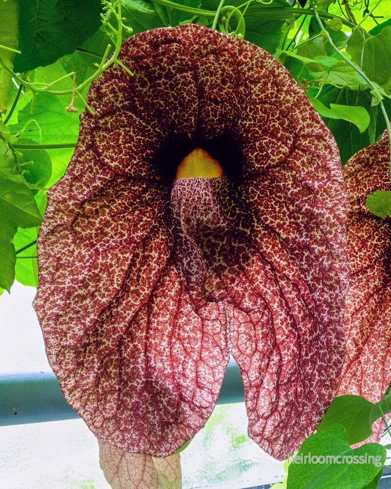 Jätteväxt tobakspipa (Aristolochia gigantea) | frön, 10 st.