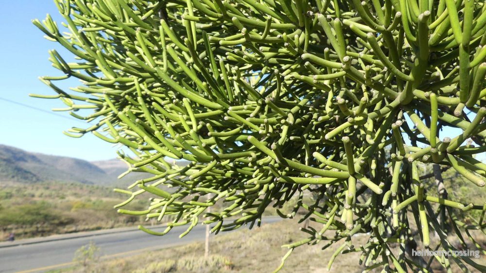 Euphorbia tirucalli 'Pencil Cactus' - Bild 3