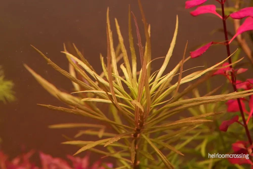 Pogostemon stellatus
