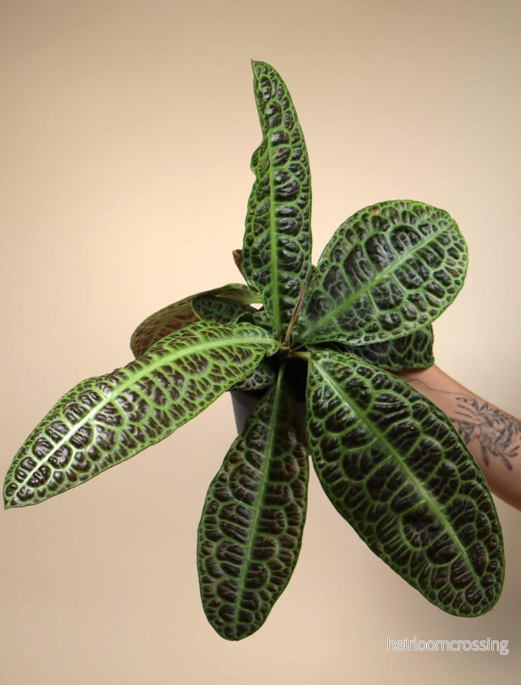 Labisia obtusifolia 'Turtleback' - Bild 3