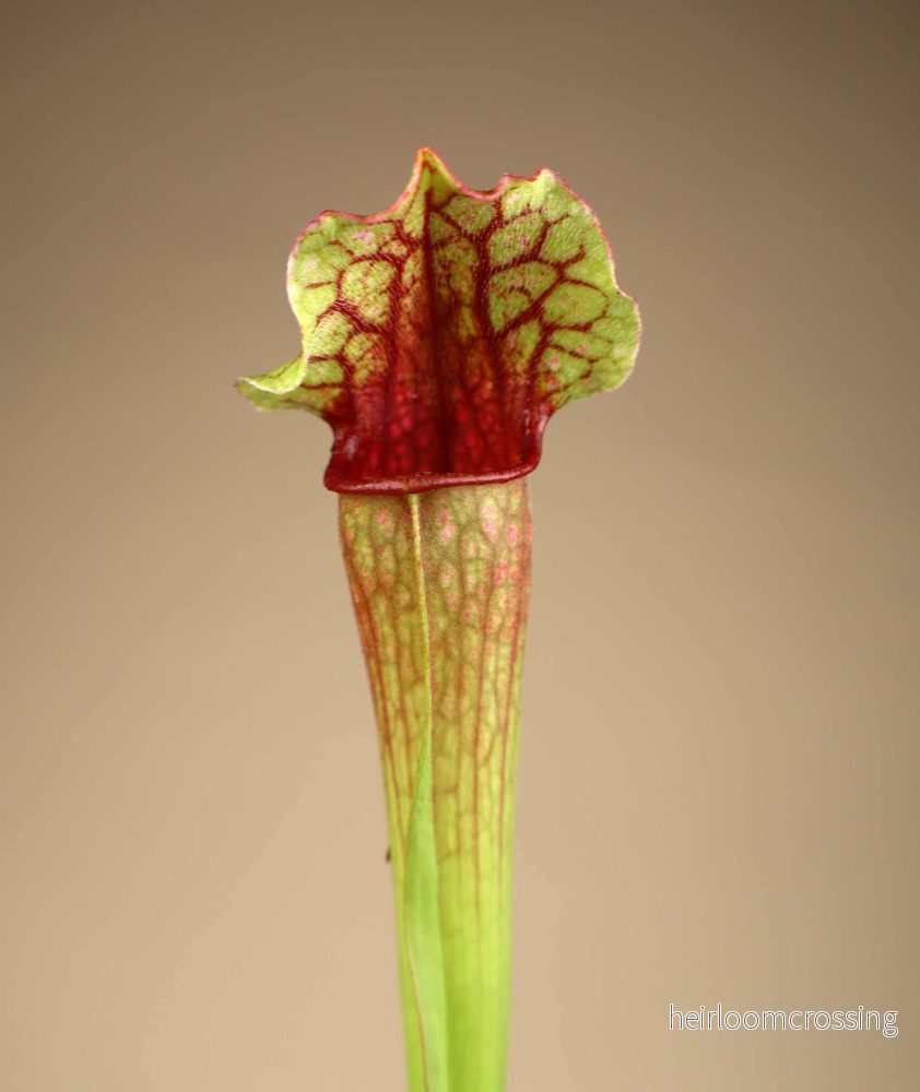 Sarracenia × leucopurea 'Fiona' - Bild 3