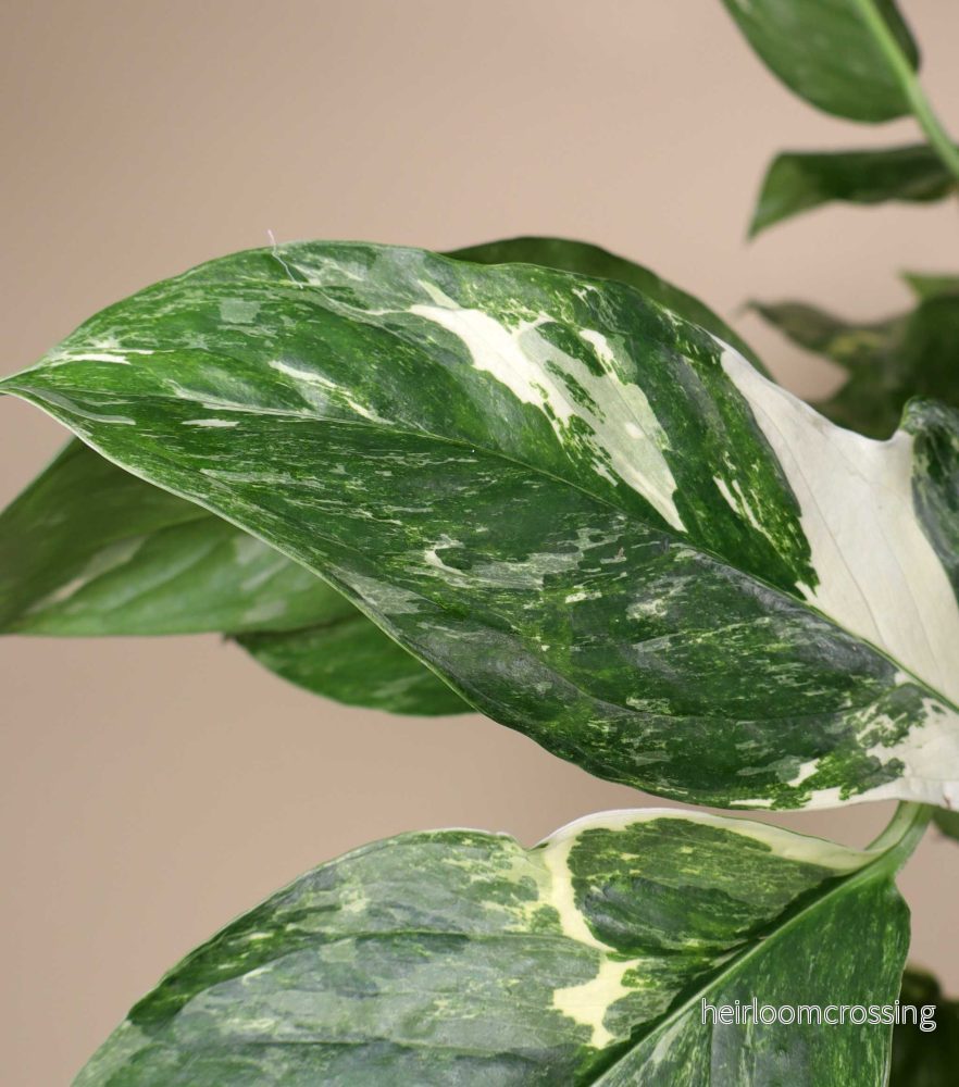 Monstera lechleriana Variegata - Bild 2