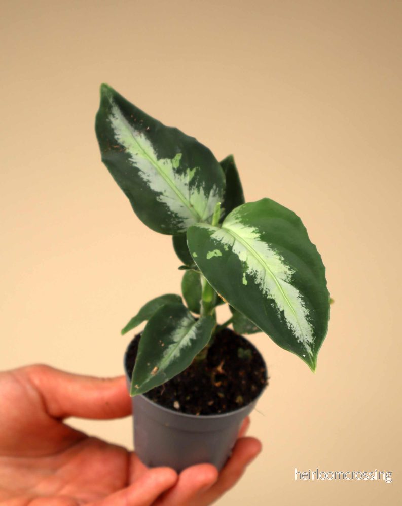 Aglaonema pictum 'Bicolor' - Bild 2