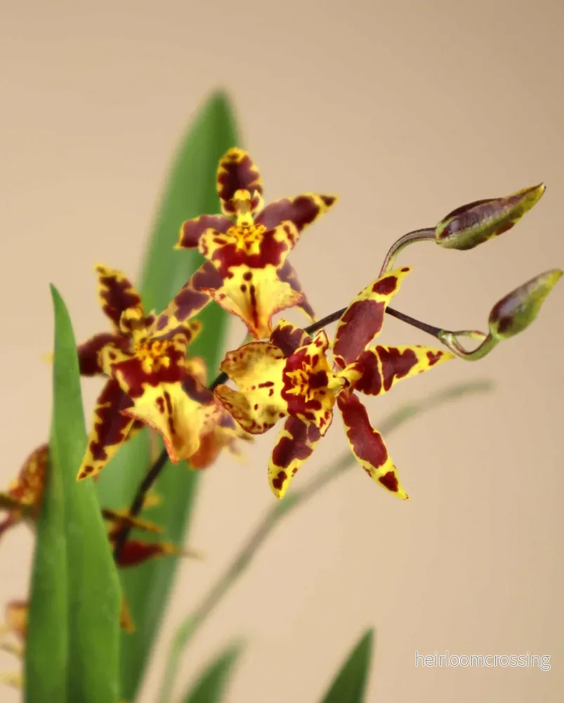Oncidium ’Titanium treasure’
