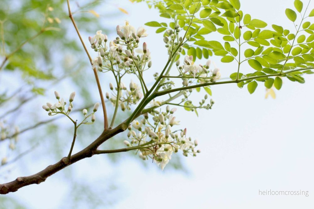 Moringa oleifera | Pepparrotsträd - Bild 3