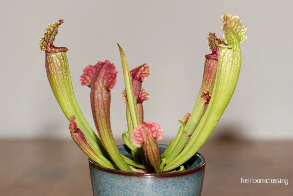 Flugtrumpet (Sarracenia x Philadelphia) Flugtrumpet (Sarracenia x Philadelphia)
