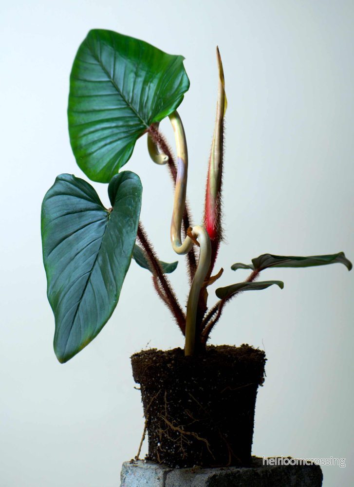 Philodendron squamiferum x serpens - Bild 3