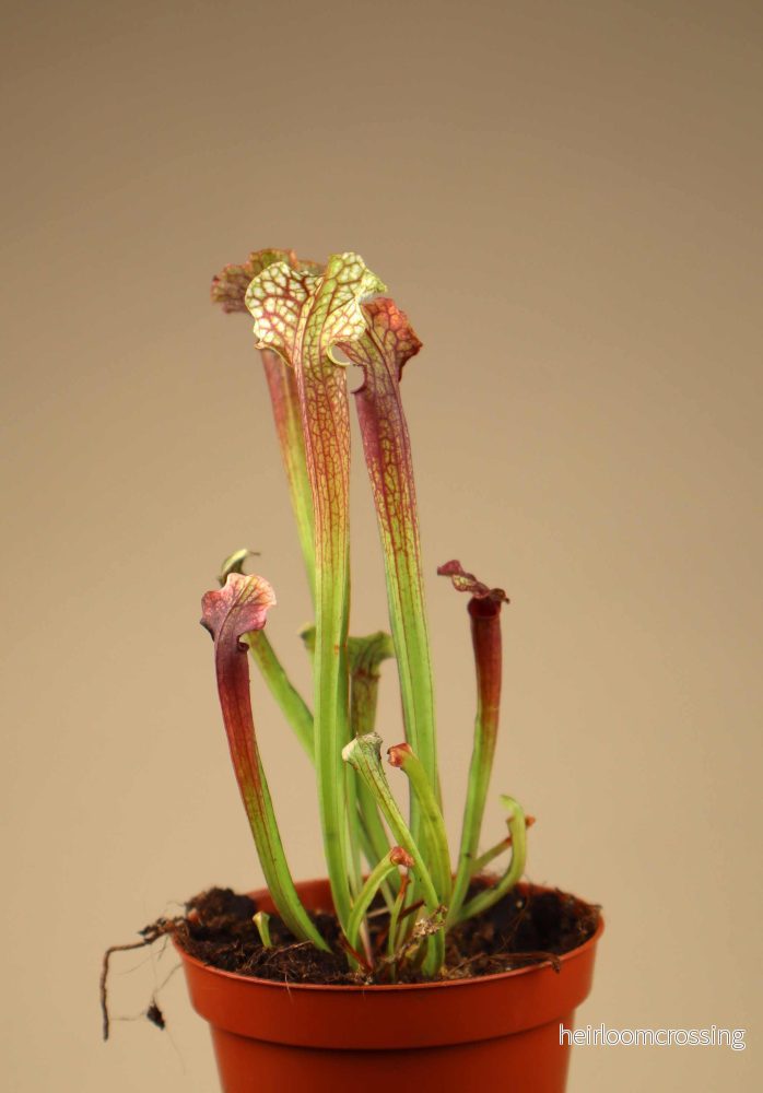 Sarracenia × 'Judith Hindle' - Bild 3