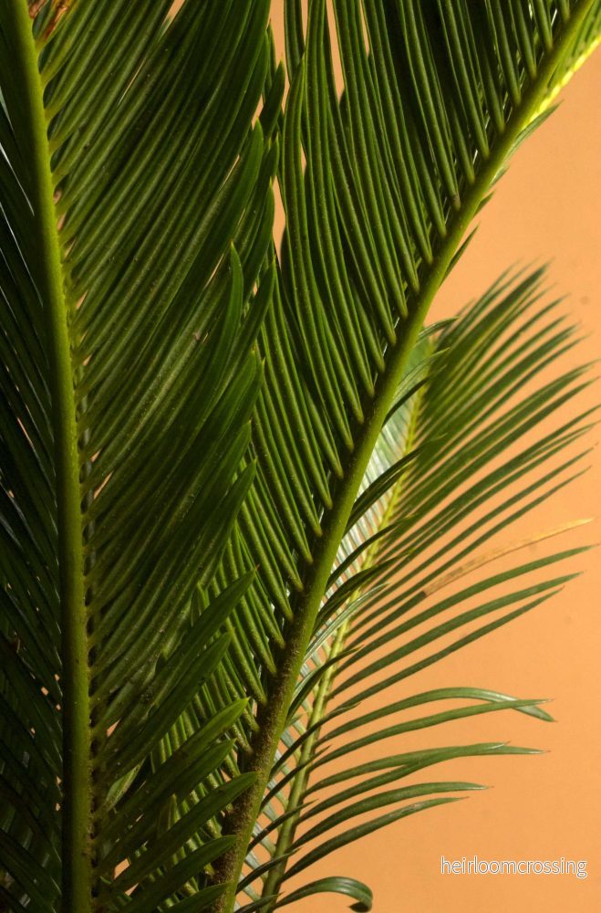 Kottepalm 'cycas revoluta' - Bild 3