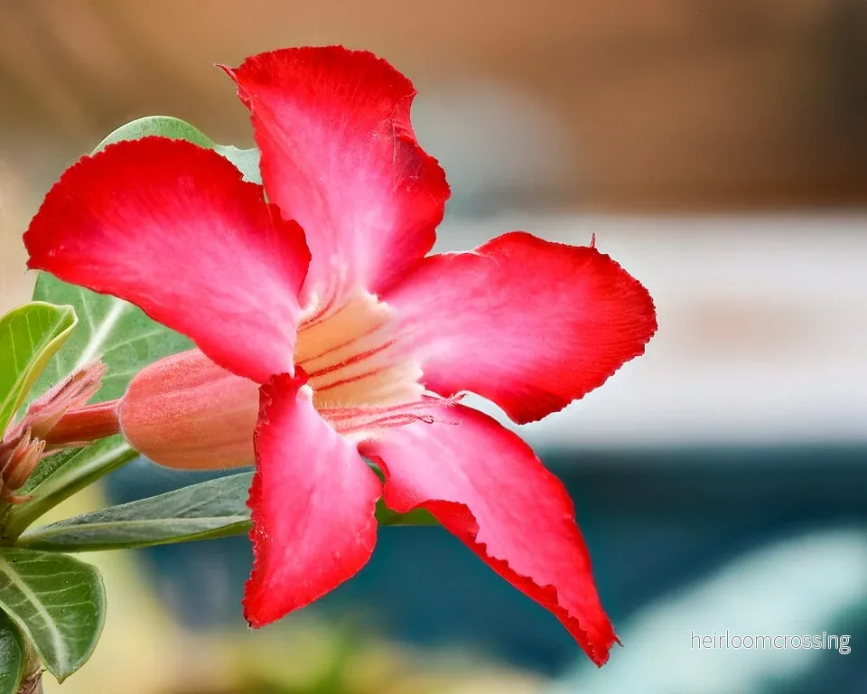 Ökenros (Adenium obesum) | frön, 10 st.