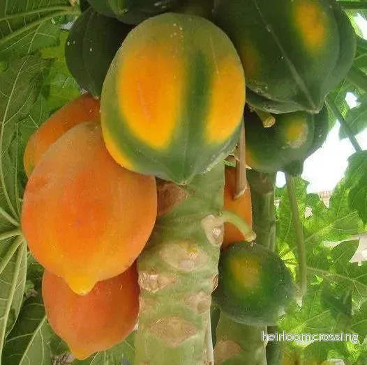 Papaya (Carica papaya) (GUL) | frön, 15 st.