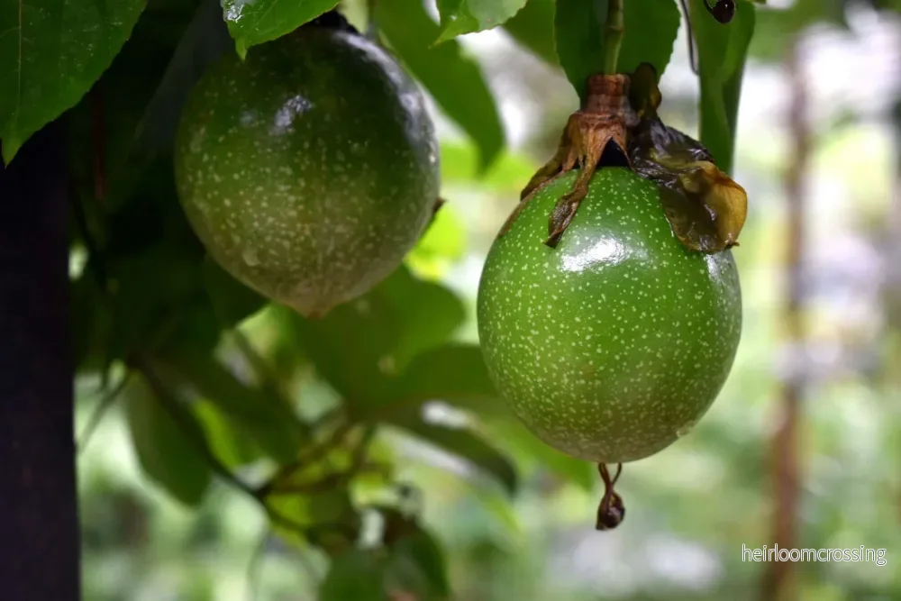 Passionsfrukt 'Passiflora edulis'