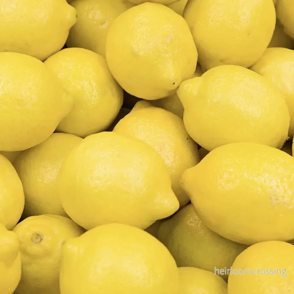 Citron eterisk olja 15 ml - Bild 2