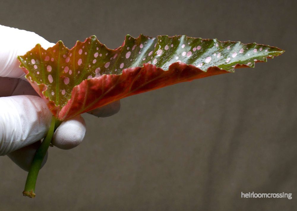 Begonia 'Cracklin' Rosie' - Bild 3
