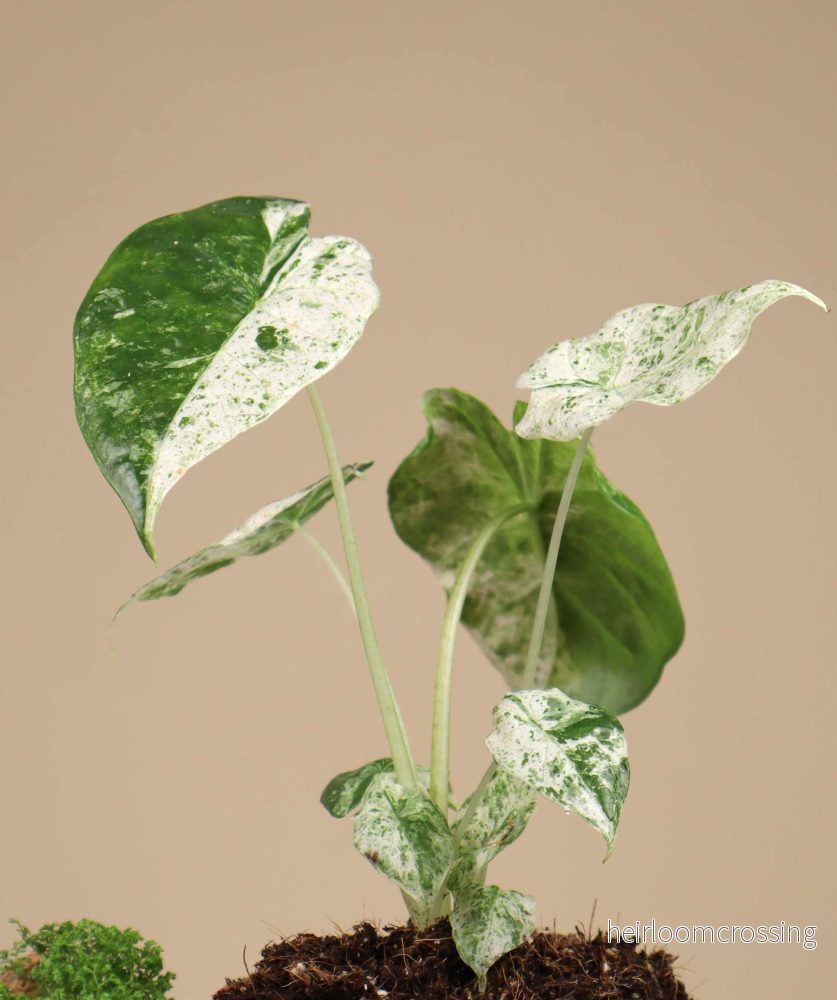 Alocasia odora 'Batik' - Bild 2
