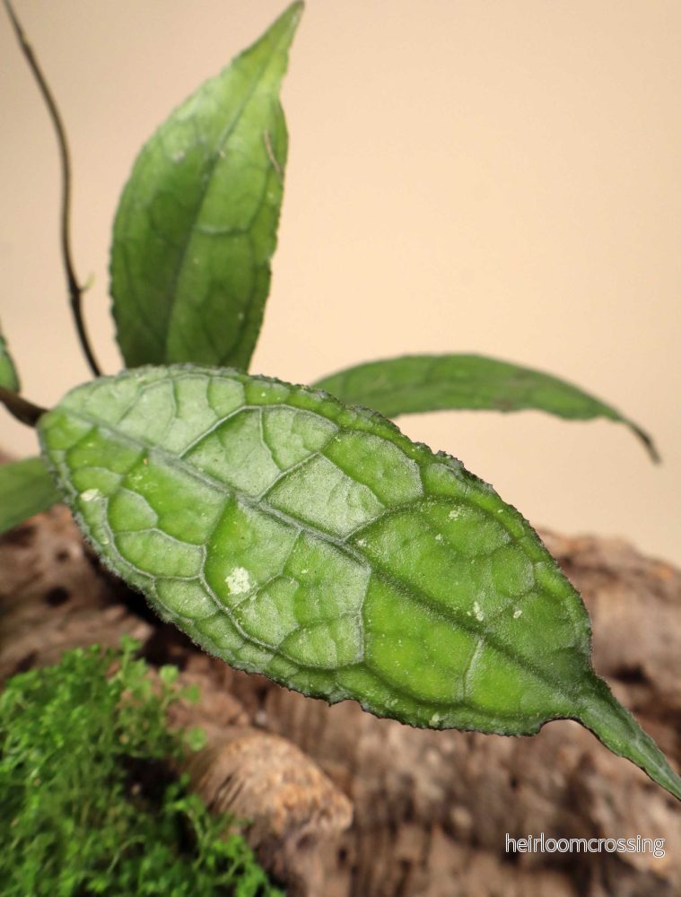 Hoya aff. clemensiorum - Bild 3