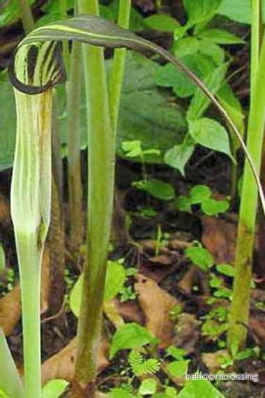 Kobralilja (Arisaema concinnum) | knölar Kobralilja (Arisaema concinnum) | knölar