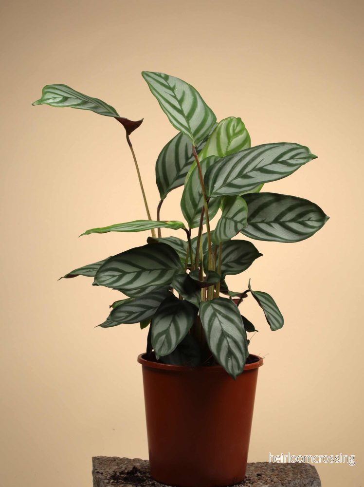 Calathea 'freddie' (goeppertia concinna)