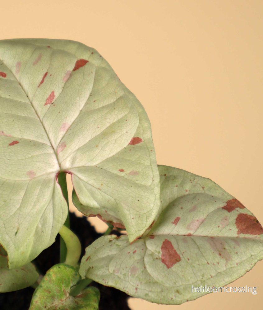 Syngonium 'Milk Confetti' - Bild 2