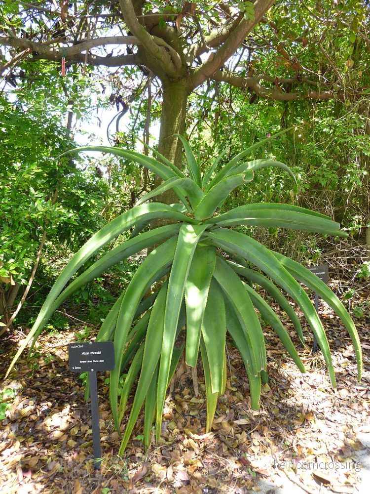Kustaloe (Aloe athraskii) | frön, 20 st. - Bild 3