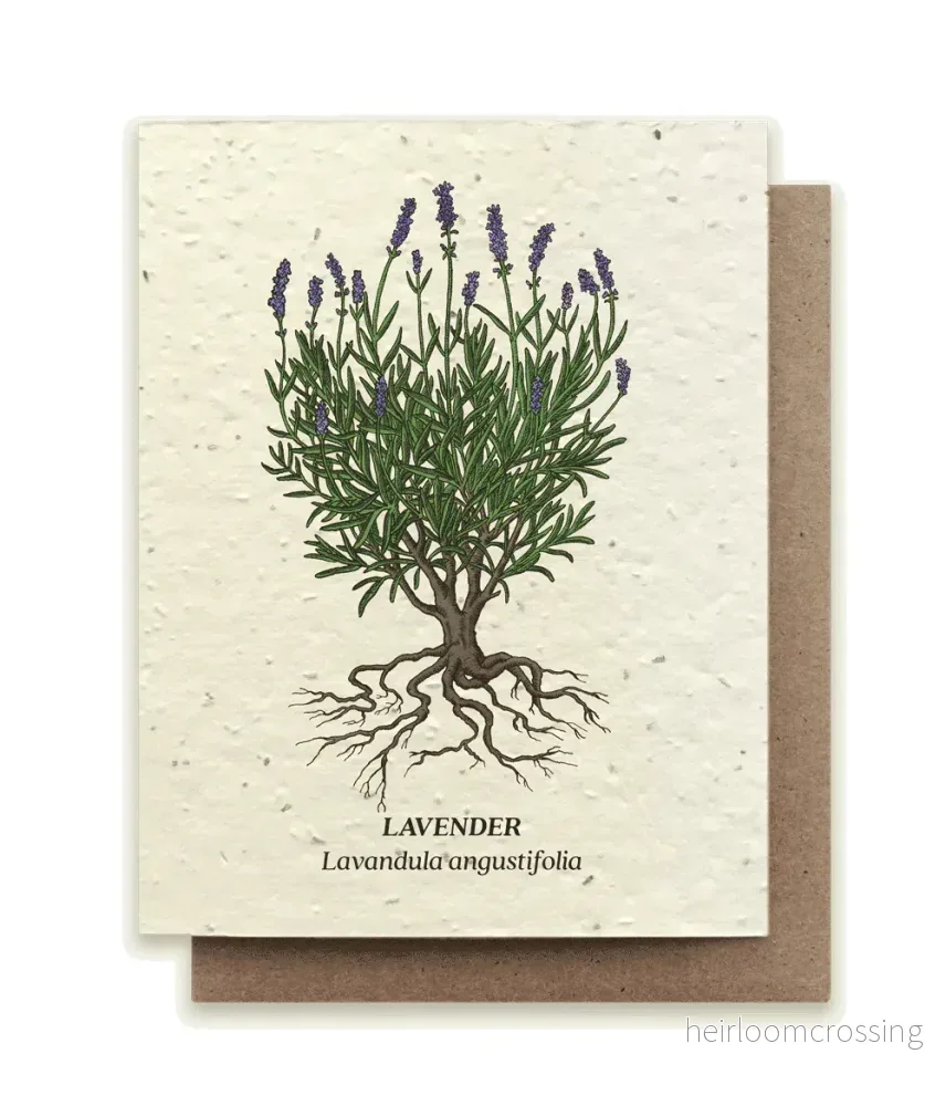 Lavendel