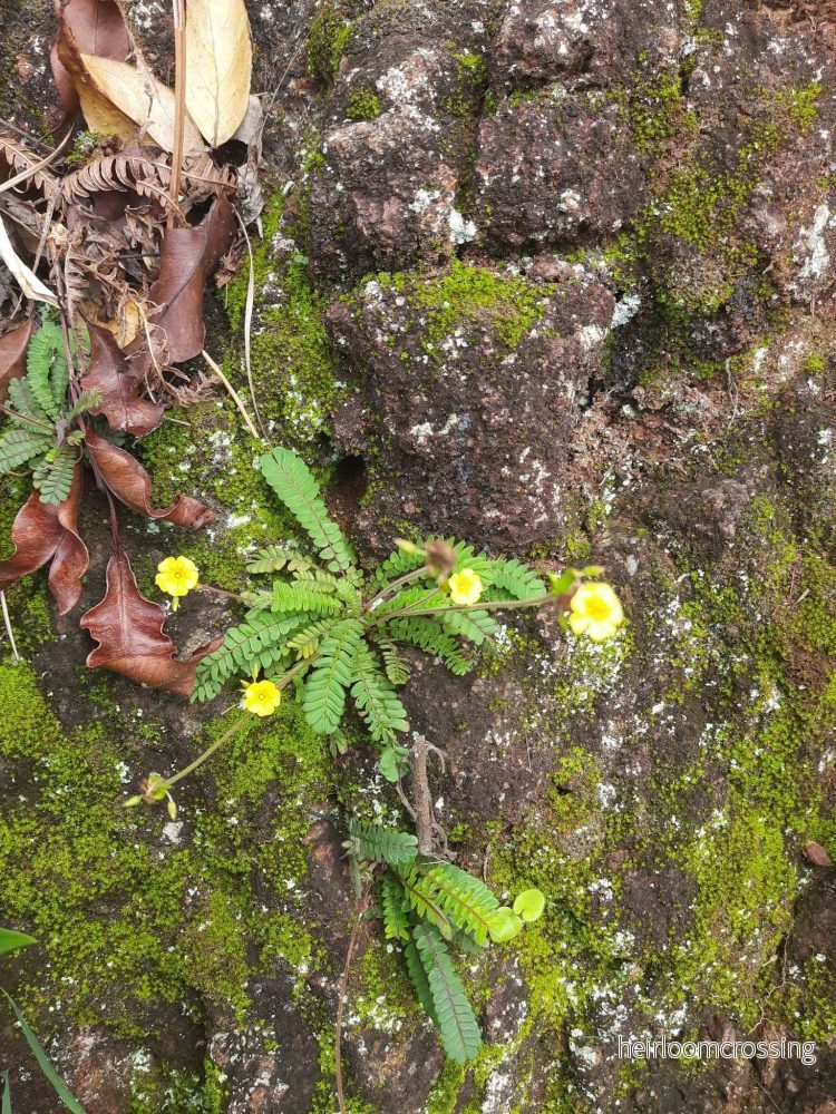 Biophytum sensitivum | Minipalm - Bild 3