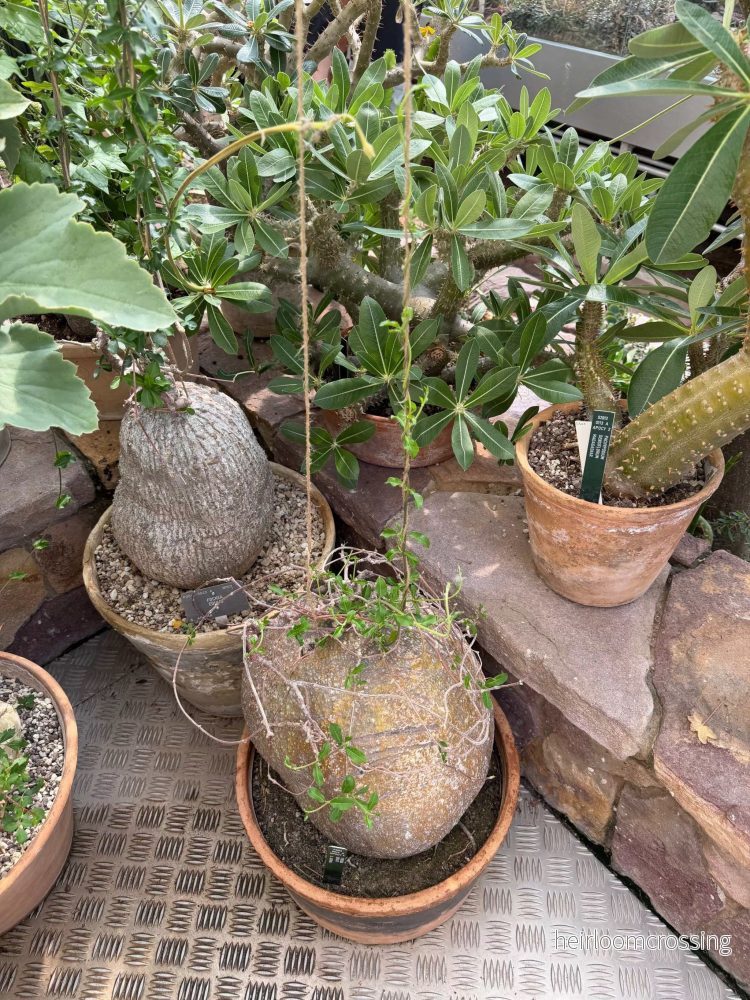 Fockea edulis - Bild 2