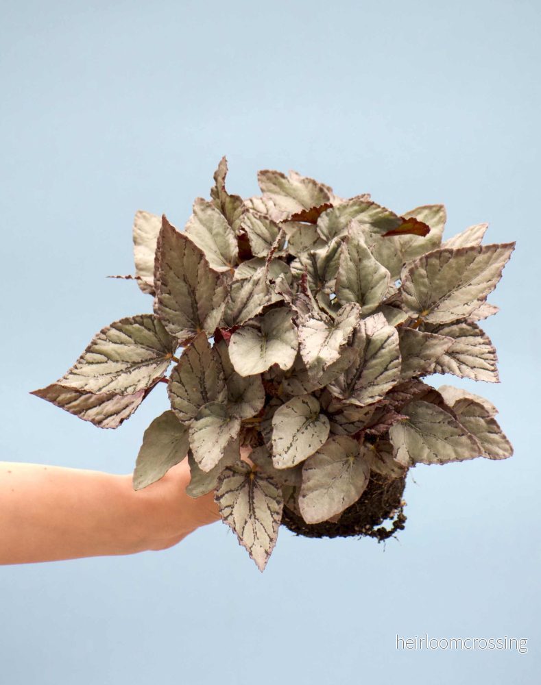 Begonia rex 'Arctic breeze'