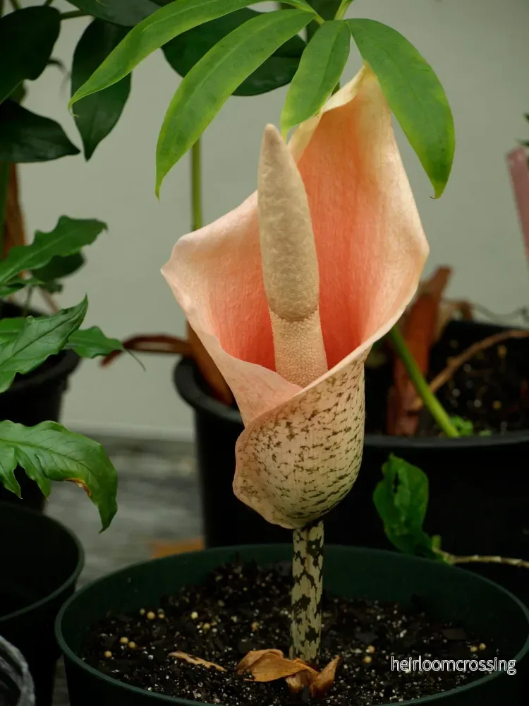 Amorphophallus (Amorphophallus bulbifer) | knölar