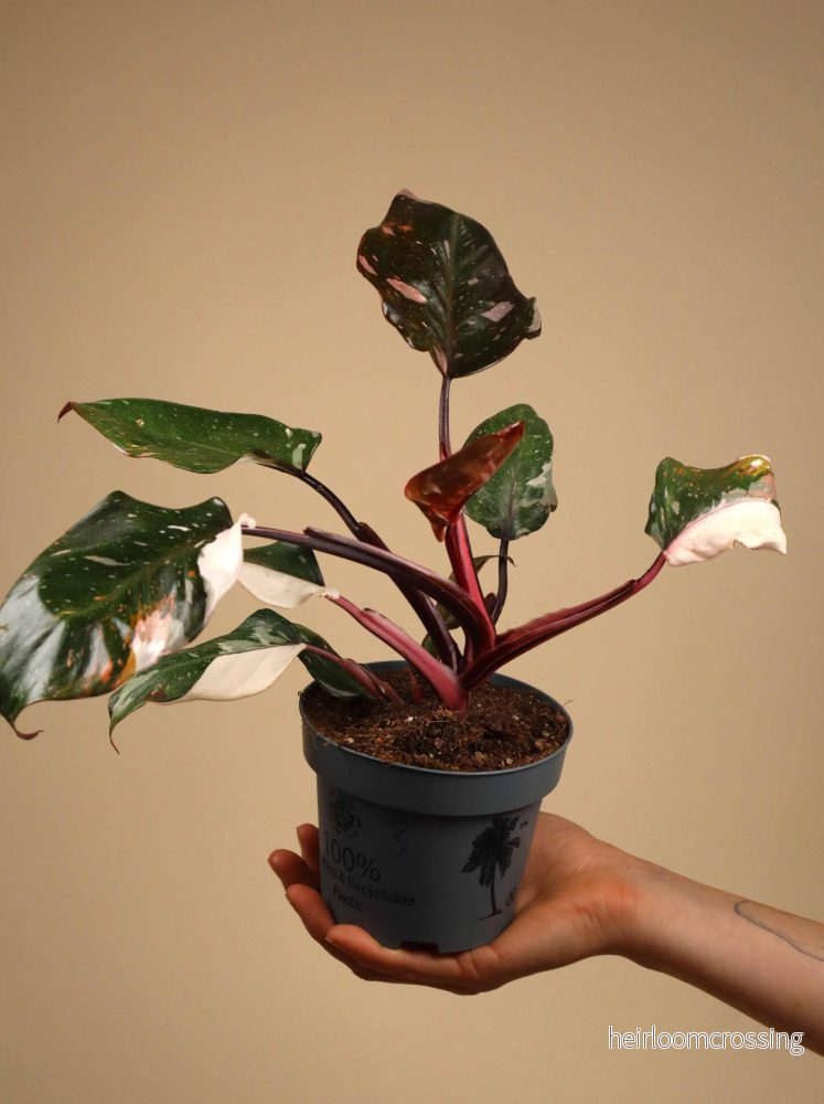 Philodendron Red Anderson - Bild 2
