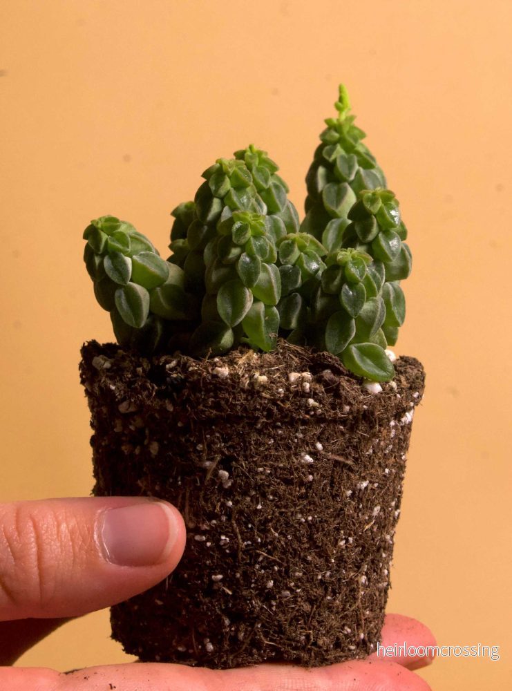 Peperomia columella - Bild 2