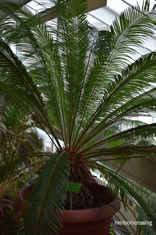 Kottepalm 'cycas revoluta'